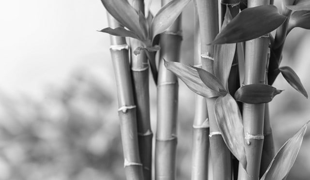 Bamboo plant
