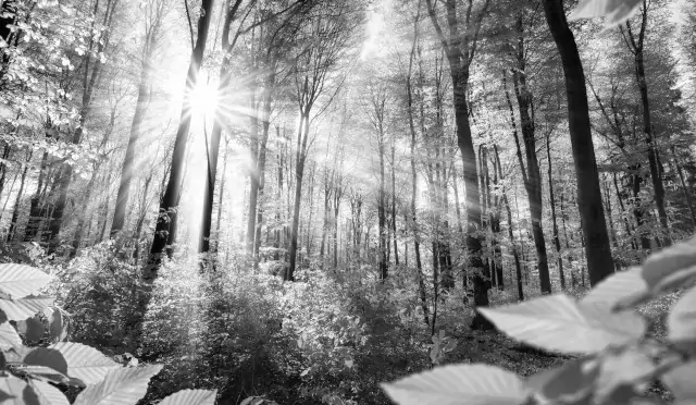 Trees in forest