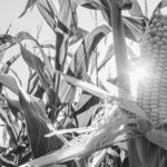 Corn Futures Commodities